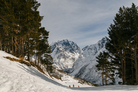 The view of the firs and pines in the foreground and the mountains in the background. Winter forest without leaves. Dombai, Caucasus, Karachay-Cherkessia, Russia?.の写真素材