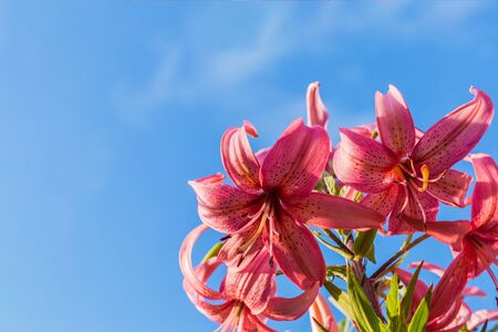 Lilium or Lily or Lilium bulbiferum with open and closed blossoms, close-up. Saffron lily....