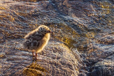 Baby Seagull. A lonely cub of a bird is waiting for his mother on the shore. A helpless baby seagulls can't fly. Tide. The concept of an abandoned child without help in a cruel world.の写真素材