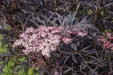 Elder, Sambucus nigra Black Lace pink flowers with fine black foliage. Dark leaves and delicate...