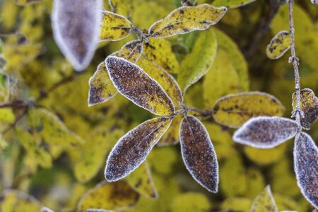 Autumn yellow and green beautiful leaves with frost. Snow green and yellow maple leaves.Frosty...