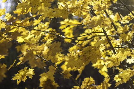 Vibrant yellow maple tree foliage isolated. Beautiful natural background.Autumn colored leaves in a...