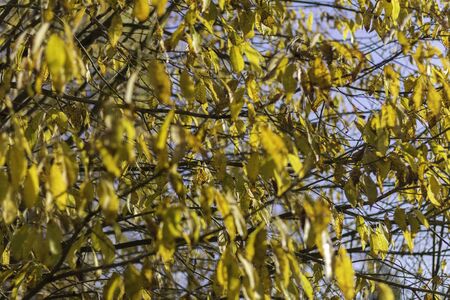 Vibrant yellow tree foliage isolated on blue sky. Beautiful natural background.の写真素材