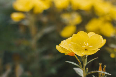 Common Evening Primrose (Oenothera biennis) in garden. Yellow small garden flowers. Small field flowers as a background for postcards, greetings, paintings.の写真素材