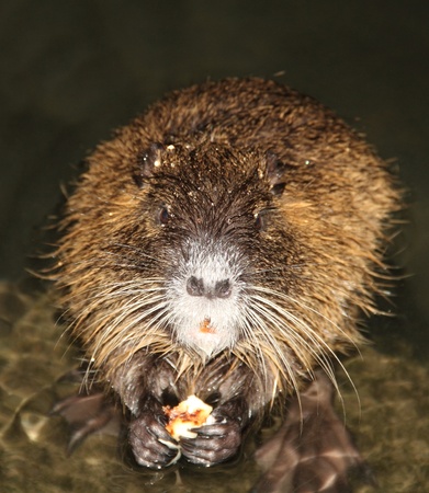 nutria eating pizza