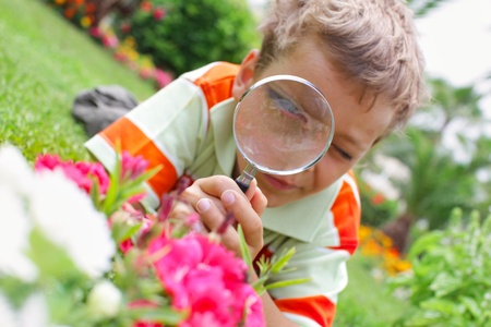Child, examining with a magnifying glass flowerの写真素材