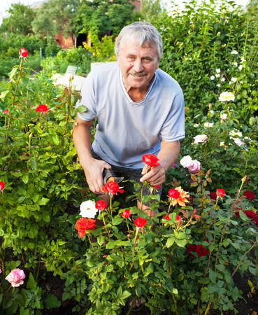 Mature man caring for roses in the gardenの写真素材