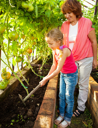 Woman with child grows harvest in the hothouse. Senior with tomatoesの写真素材