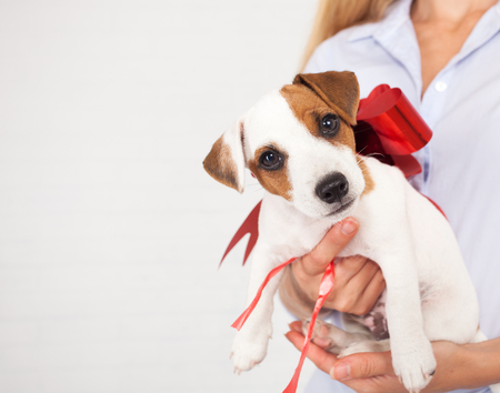 Puppy as a gift. Dog with a bowの写真素材