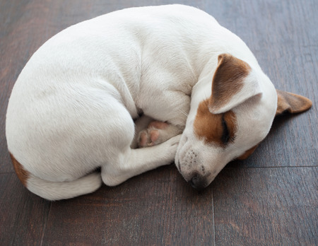 Puppy sleeping at warm floor. Dogの写真素材