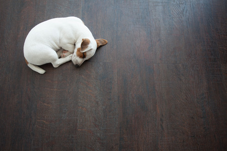 Puppy sleeping at warm floor. Dog