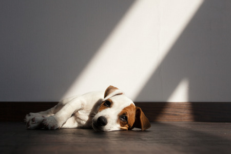 Puppy illness. Sad dog is boredの写真素材