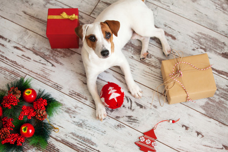 Puppy at home. Dog at christmas decorationの写真素材