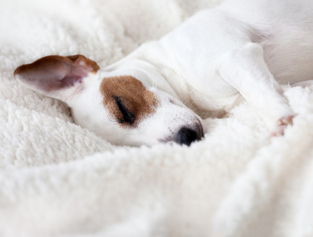Dog sleeping on a soft white blanketの写真素材