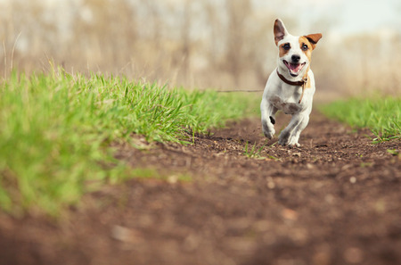 Running dog at summer. Jumping fun and happy pet walking outdoors.の写真素材