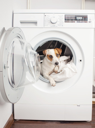 Fun dog in washer at homeの写真素材