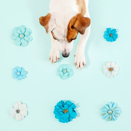 Cute dog. Lying pet. Copy spaceの写真素材