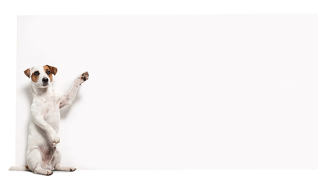 Dog with banner. Pet showing at placard. Fun animalsの写真素材