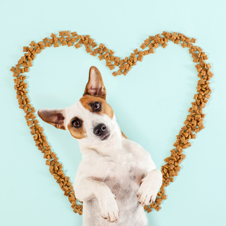 Cute dog in heart. Pet dry foodの写真素材