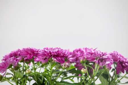 Flower in pot. Purple chrysanthemums in a potの写真素材