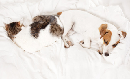 Sleeping dog and cat at bed. Pets at homeの写真素材