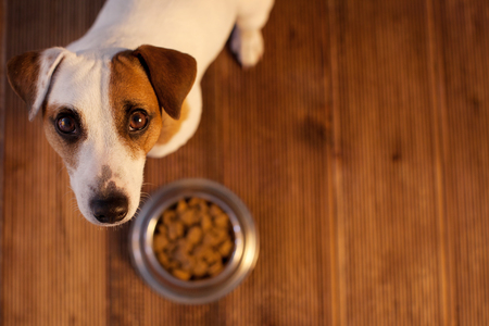 Pet eating food. Dog eats food from bowlの写真素材