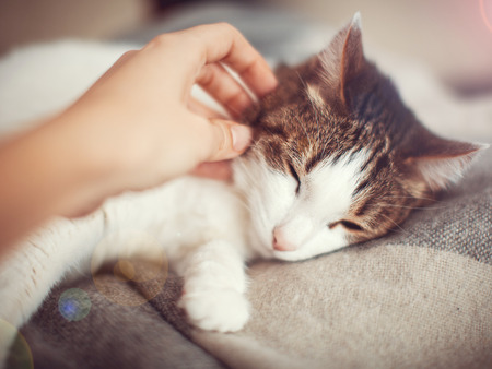 Woman petting a cat. Female caress petの写真素材