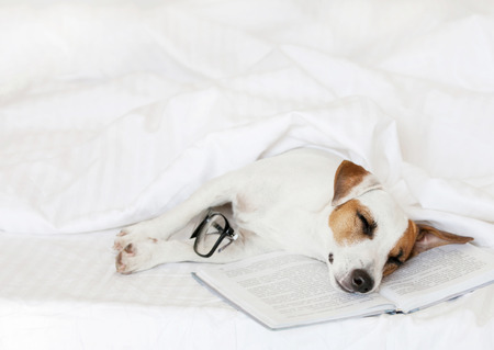 Sleeping dog with book at home. Fun pet in bed.の写真素材