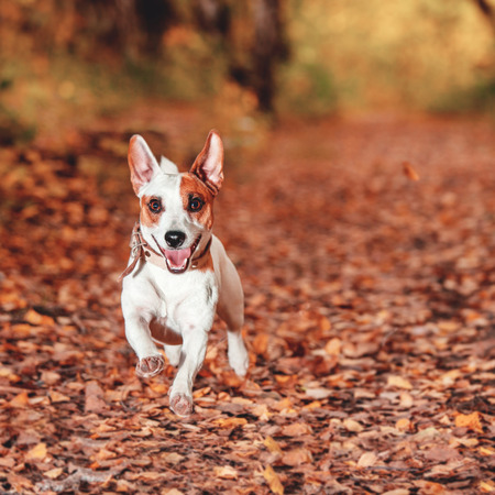 Dog at autumn. Jack russel terrier running outdoors. Pet.の写真素材