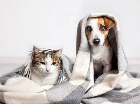 Dog and cat under a plaid. Pet warms under a blanket in cold autumn weatherの写真素材