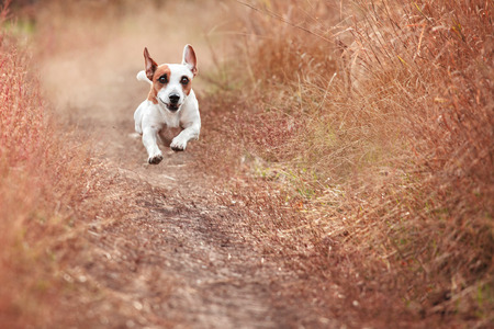 Dog running at autumn. Jack russel terrier outdoors. Pet jumping.の写真素材
