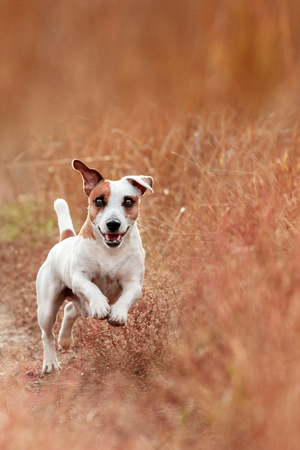 Dog running at autumn. Jack russel terrier outdoors. Pet jumping.の写真素材