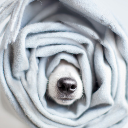 Dog wrapped in a scarf. Pet warms under a blanket in cold winter weatherの写真素材