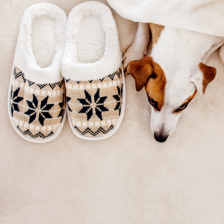 Dog near to slippers under the rug. Soft and cozy home accessoriesの写真素材