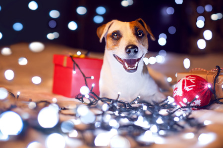 Happy dog with gift. Christmas.の写真素材