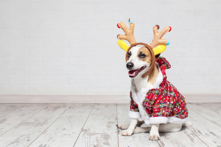 Dog in a christmas costume. Happy pet の写真素材