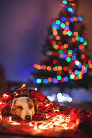 Sleeping dog under christmas tree. Pet under plaidの写真素材
