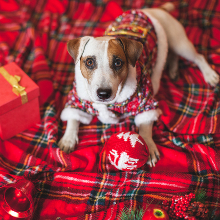 Dog on red blanket. Merry christmas and happy new yearの写真素材