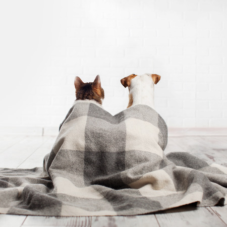 Dog and cat under a plaid. Pets sitting with their backs