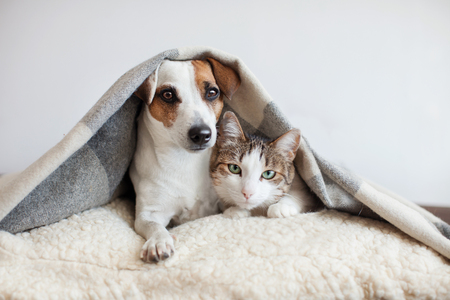 Dog and cat together. Dog hugs a cat under the rug at home. Friendship of petsの写真素材