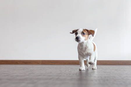 Dog sitting on wooden floor. Puppy jack russell terrier at home on whiteの写真素材
