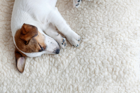 Sleeping puppy on dog bed. Dog jackrussell at homeの写真素材
