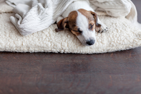 Sleeping puppy on dog bed. Dog jackrussell at homeの写真素材