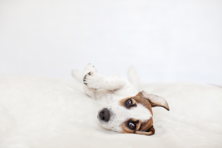 Cute dog. Puppy lying on bed.の写真素材