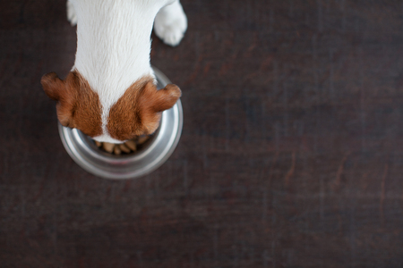 Dog eating food from bowl. Puppy jackrussell terier with dogs food