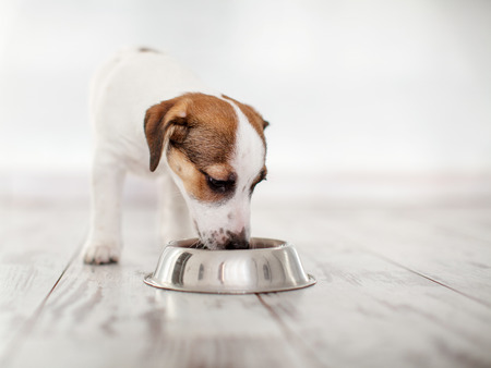 Dog eating food from bowl. Puppy jackrussell terier with dogs foodの写真素材