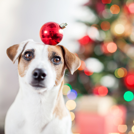 Dog near christmas treeの写真素材