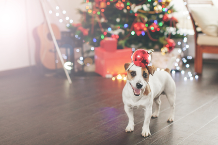 Dog near christmas treeの写真素材