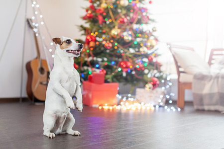 Dog near christmas treeの写真素材