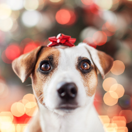 Dog near christmas treeの写真素材